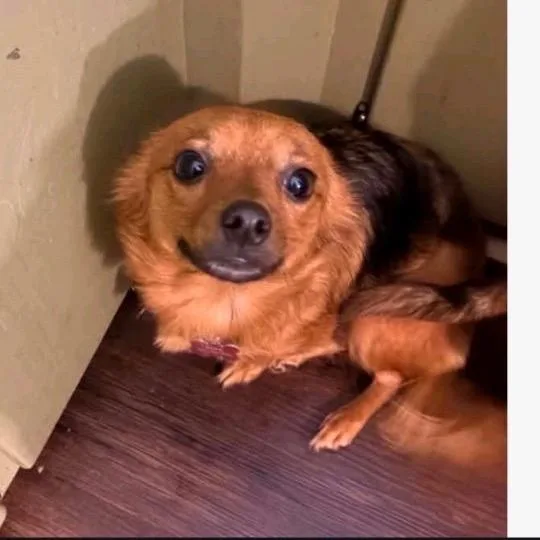 A young small-sized female Red / Chestnut / Orange Mixed Breed dog named Ruby for adoption in Baton Rouge, LA