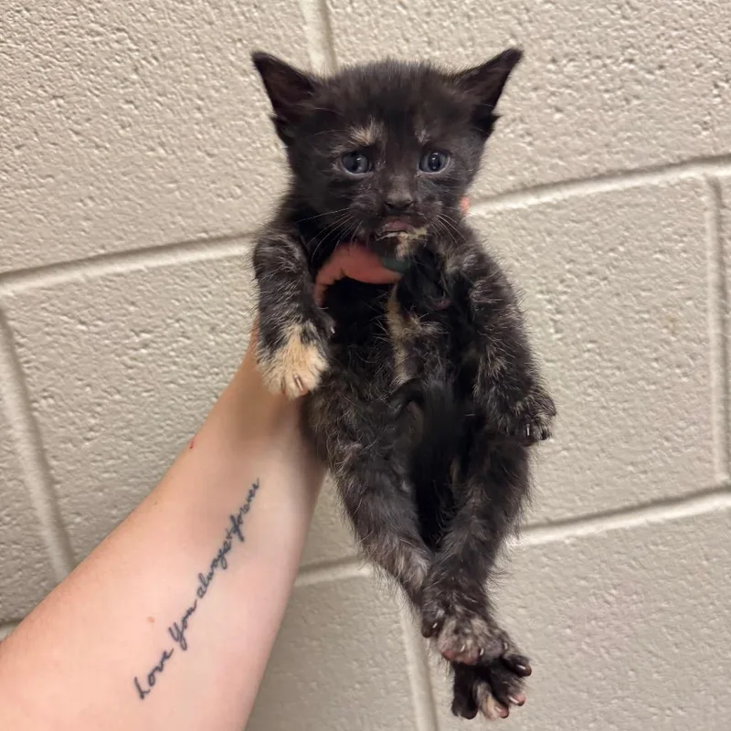 A baby small-sized female Black Domestic Short Hair cat named Chili for adoption in South Elgin, IL