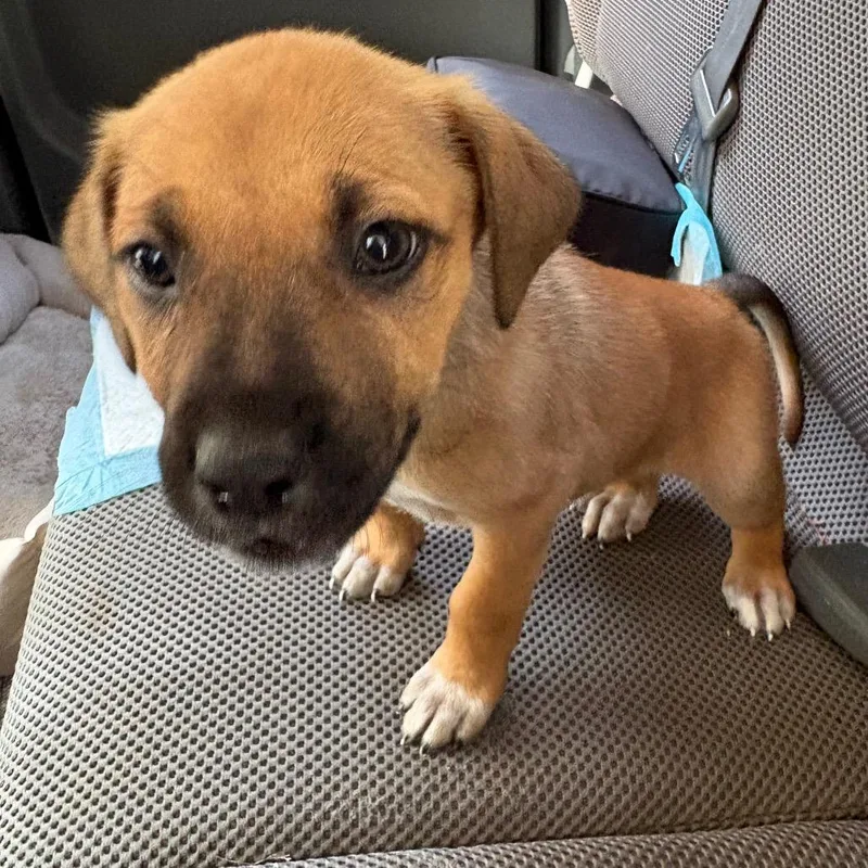 A baby small-sized female Yellow / Tan / Blond / Fawn Mixed Breed dog named Straygentianboulavard for adoption in Columbus, GA