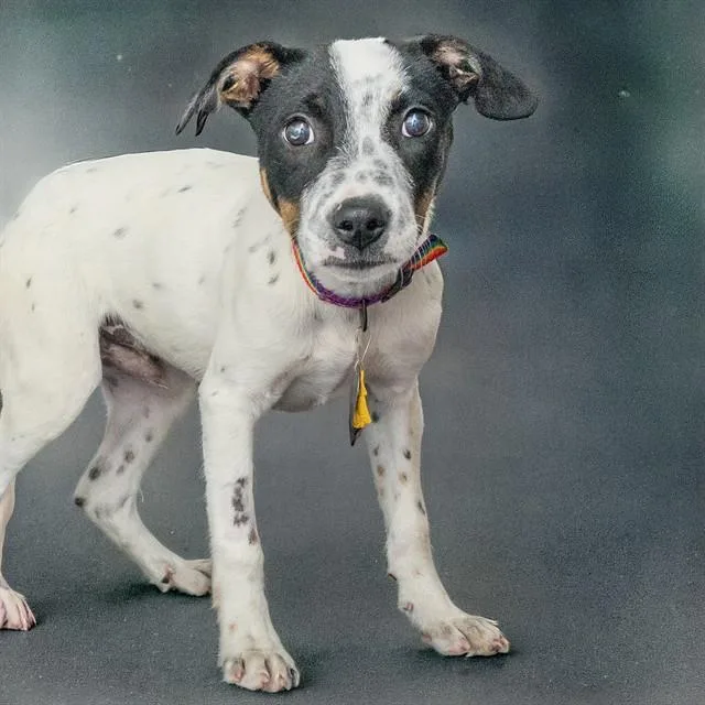 A baby small-sized male Australian Cattle Dog / Blue Heeler dog named Snoopy for adoption in St. Louis, MO