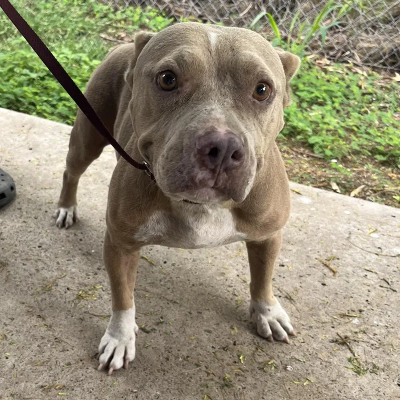 A senior medium-sized female Yellow / Tan / Blond / Fawn Pit Bull Terrier dog named Big Bertha for adoption in Edinburg, TX
