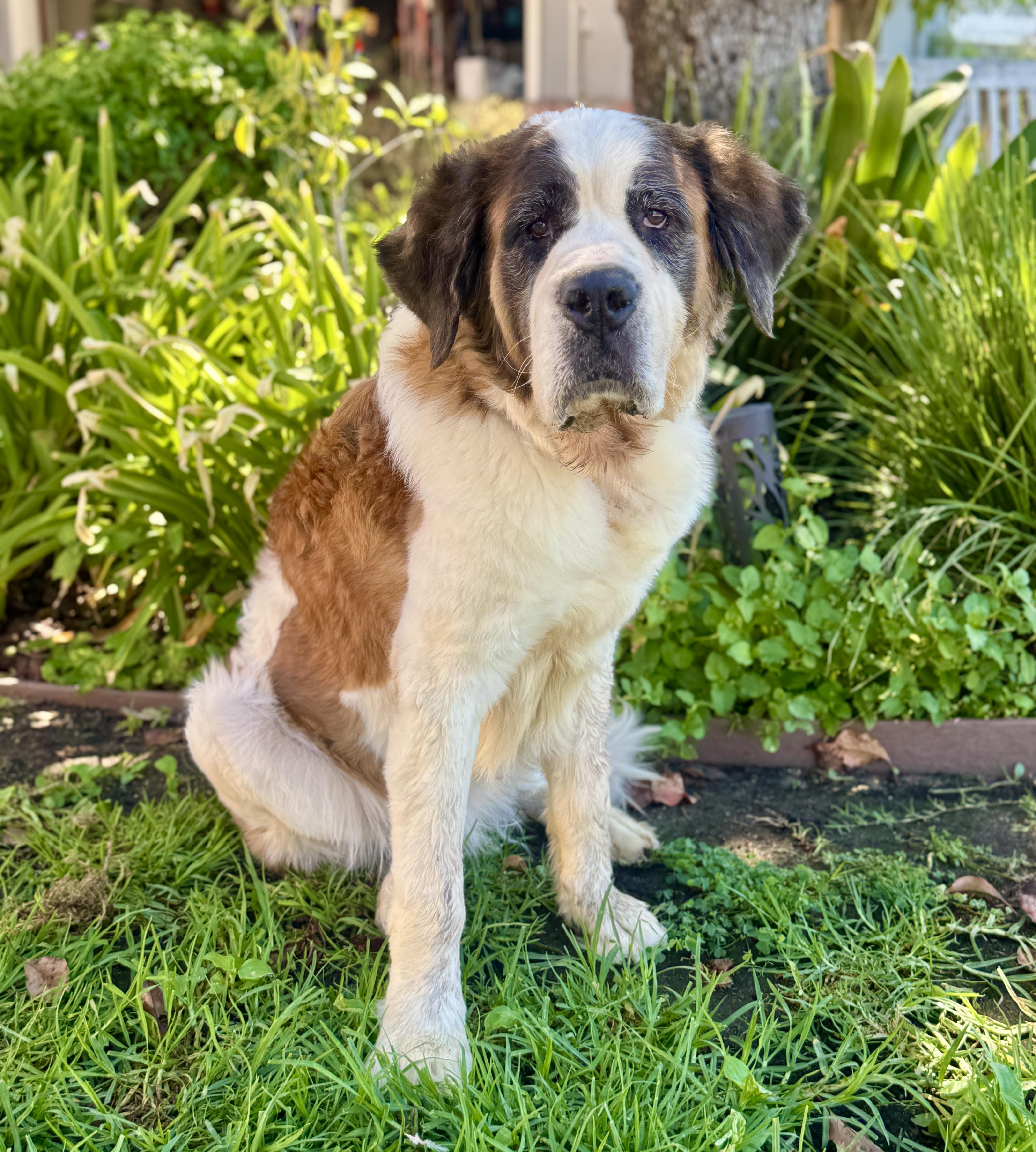 An adult extra large-sized female Black Saint Bernard dog named Nellie for adoption in Van Nuys, CA