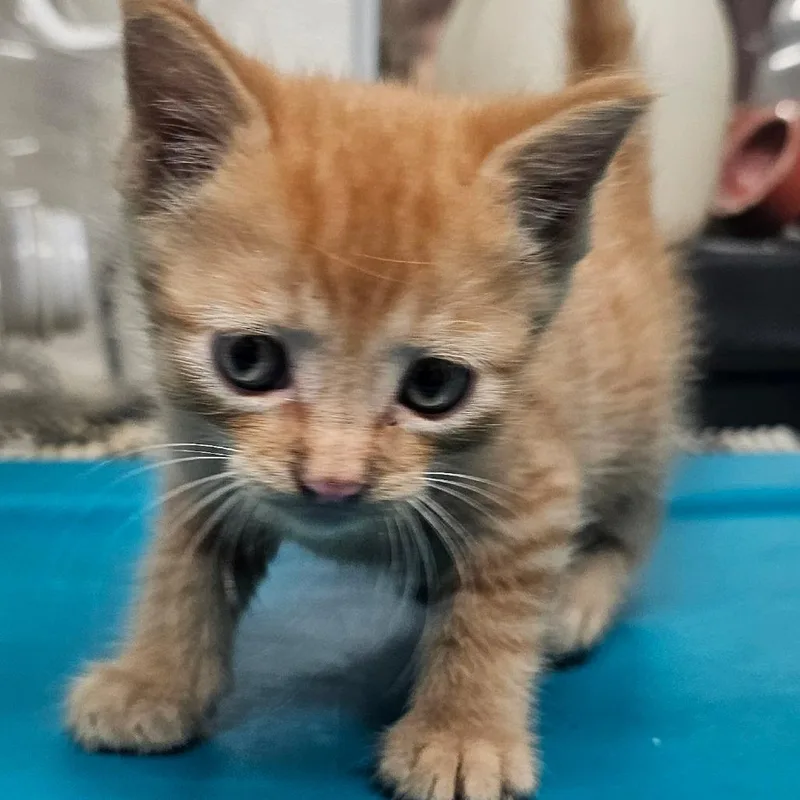 A baby small-sized male Orange / Red Domestic Short Hair cat named Sunset for adoption in mount vernon, AR