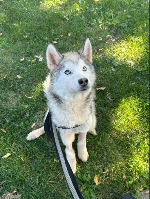 An adult medium-sized male Husky dog named Bingo for adoption in Chicago, IL