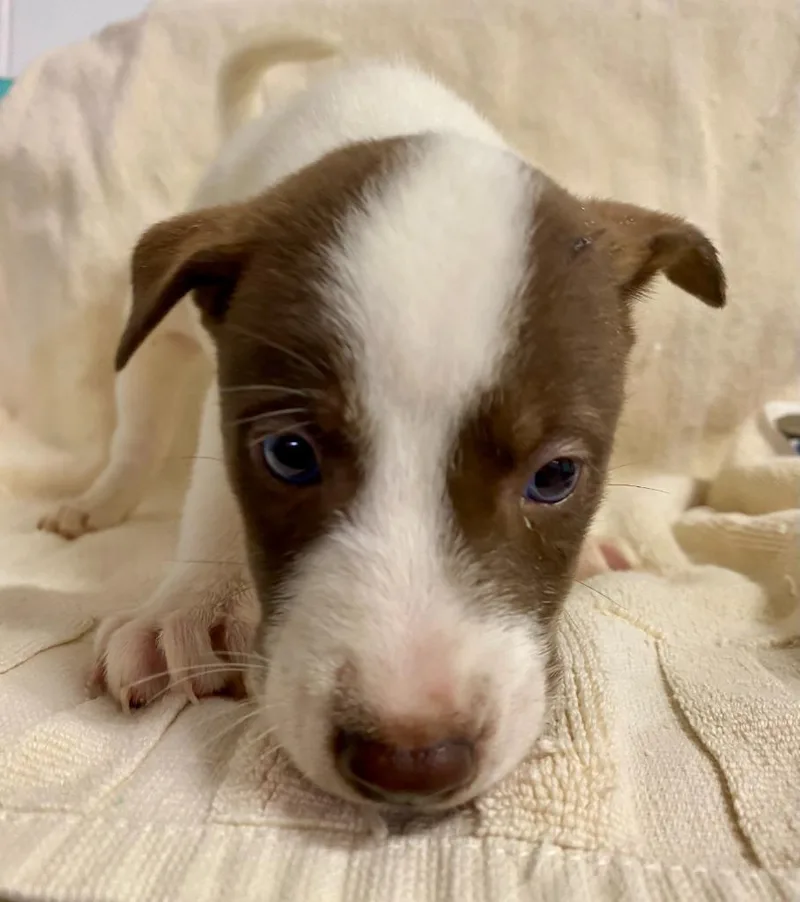 A baby small-sized male Australian Cattle Dog / Blue Heeler dog named Monday for adoption in Chickamauga , GA