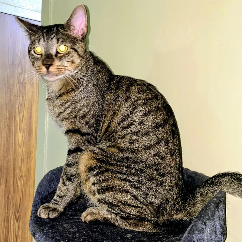 Flaco  Chatty Boy thumbnail 3