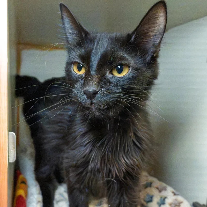 An adult medium-sized female Black Domestic Long Hair cat named Baja Blast for adoption in South Elgin, IL