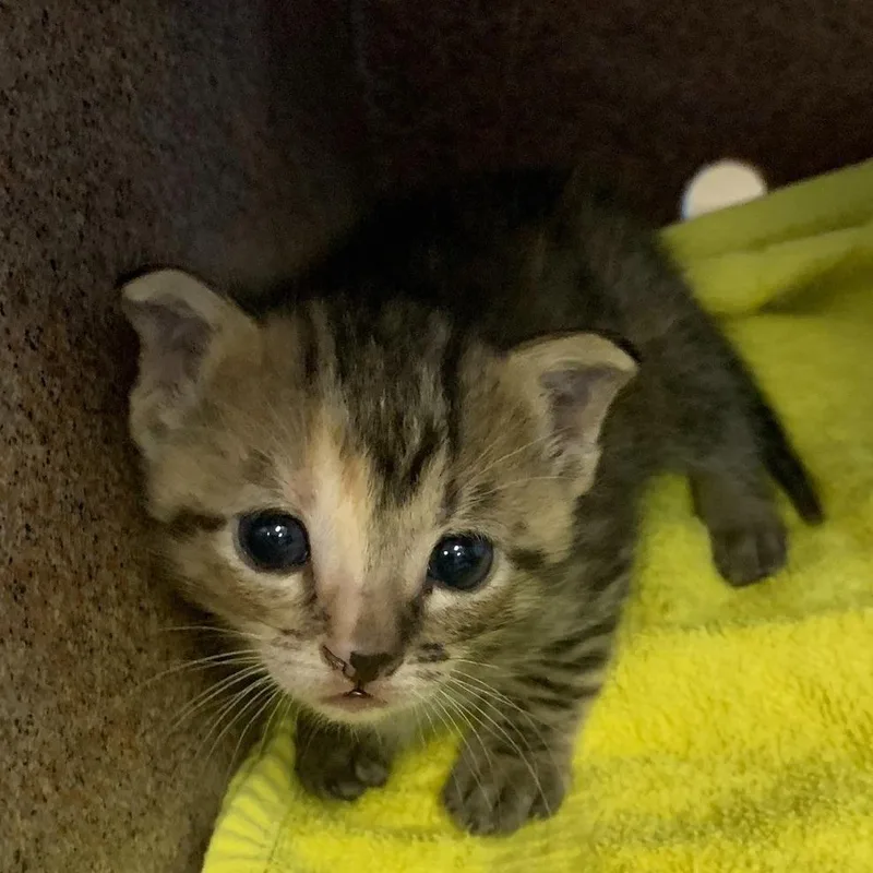 A baby small-sized female Brown / Chocolate Domestic Short Hair cat named Nutmeg for adoption in Buchanan Dam, TX