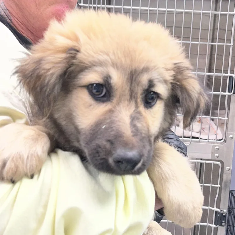 A baby large-sized male Yellow / Tan / Blond / Fawn Shepherd dog named Vinnie for adoption in Maynardville, TN