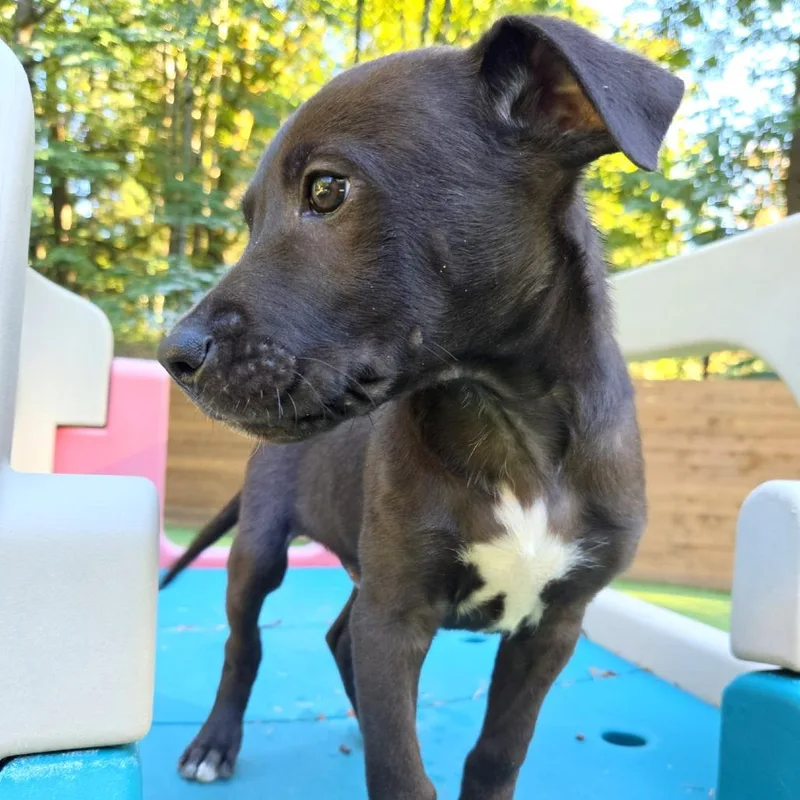 A baby small-sized male Pit Bull Terrier dog named Derek for adoption in Woodinville, WA