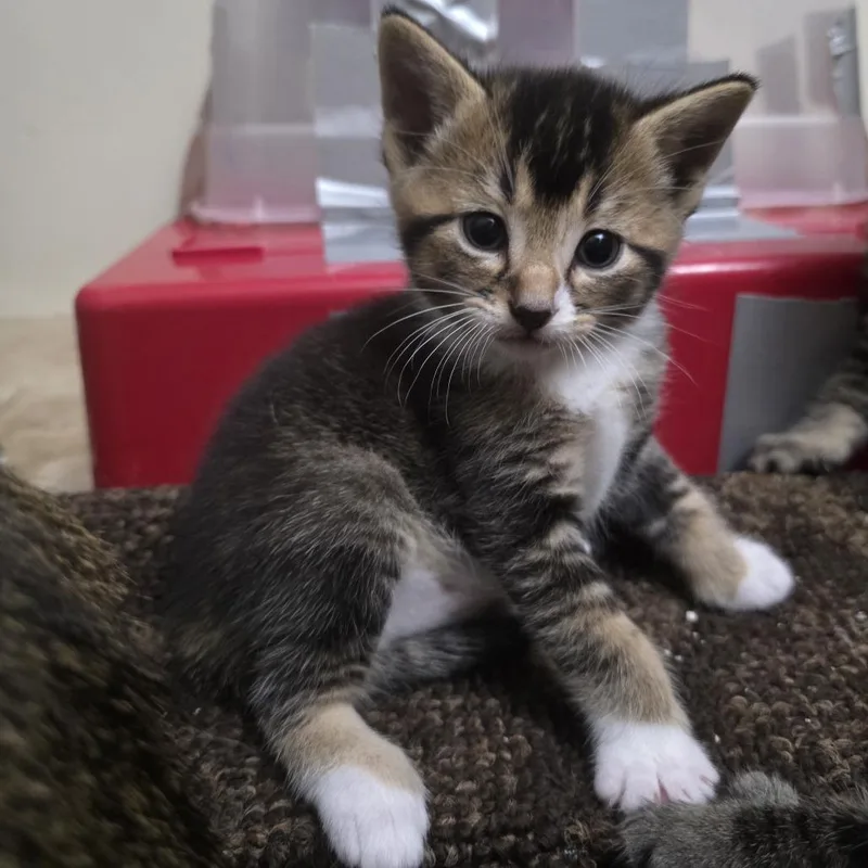A baby small-sized male Brown / Chocolate Domestic Short Hair cat named Java C for adoption in Princeton, MN
