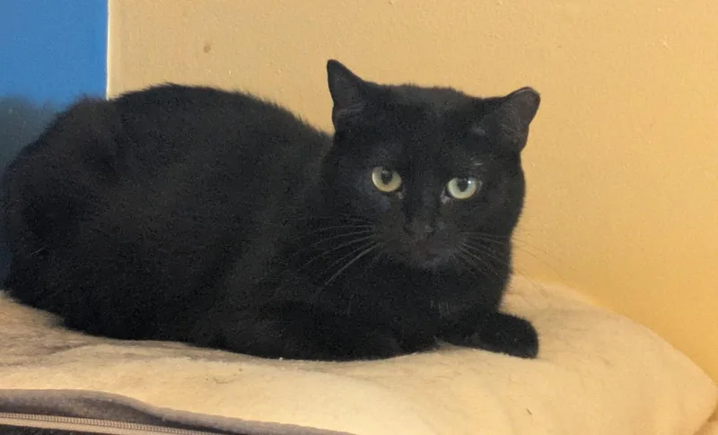 An adult medium-sized female Black Domestic Short Hair cat named Ghosterella for adoption in Island Lake, IL