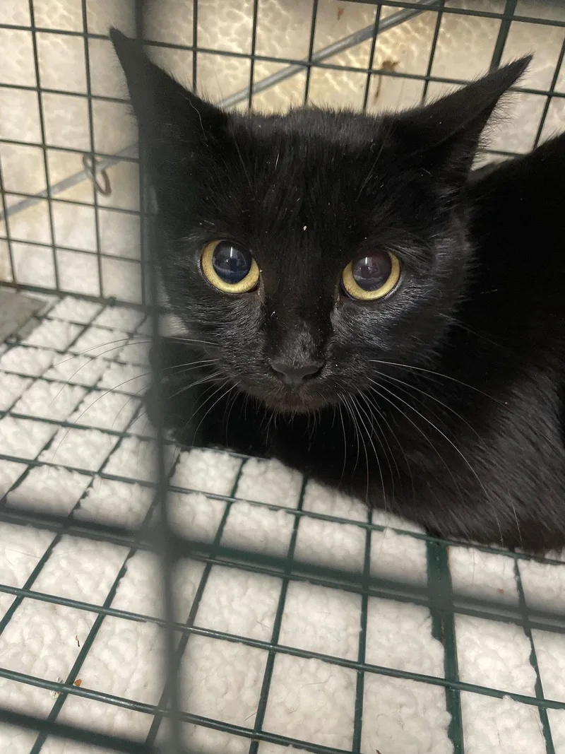 Ghosterella thumbnail 2