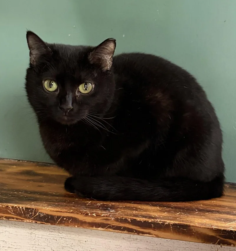 Ghosterella thumbnail 3