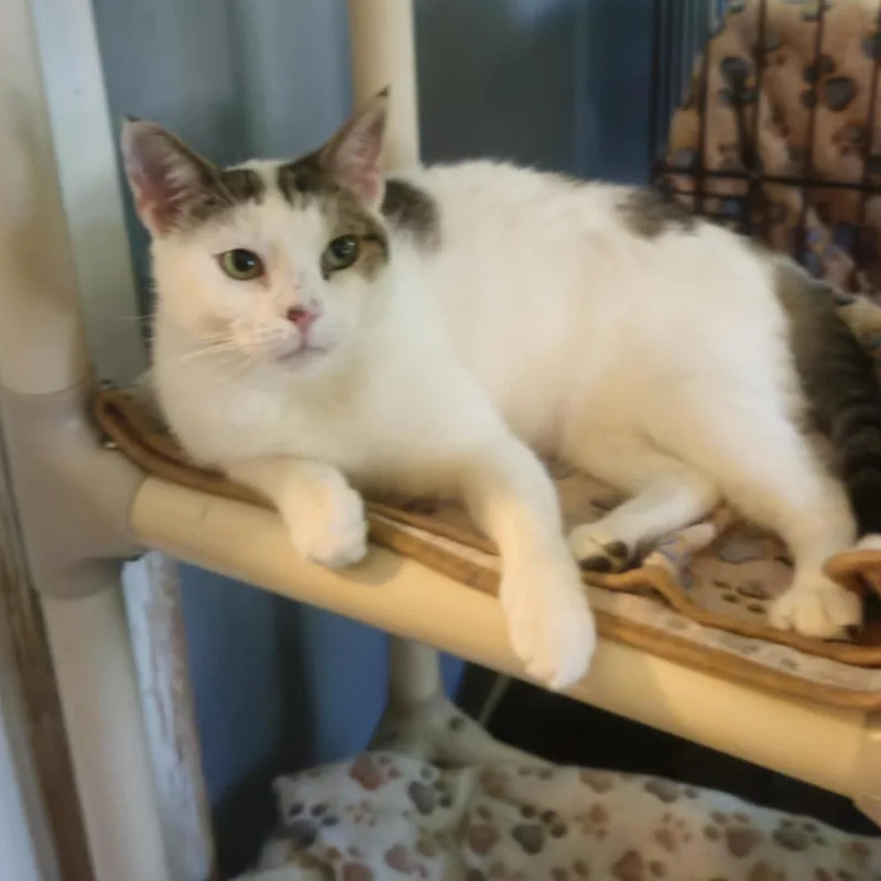 A young medium-sized female Gray & White Domestic Short Hair cat named CieraFoodie with Playful Spirit for adoption in Rochester, NY