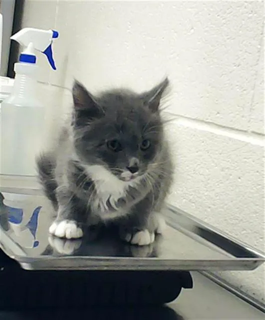 A baby small-sized male Domestic Short Hair cat named Keni for adoption in Fayetteville, NC