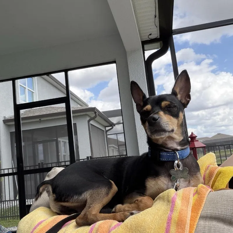 Duke