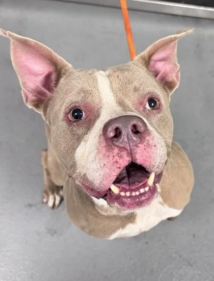 An adult large-sized male Mixed Breed dog named Woody for adoption in Daytona Beach, FL