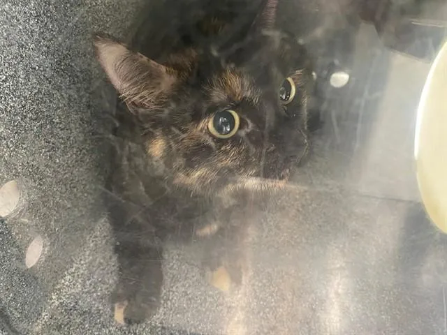 A young medium-sized female Domestic Short Hair cat named Teeny Tiny for adoption in Garland, TX