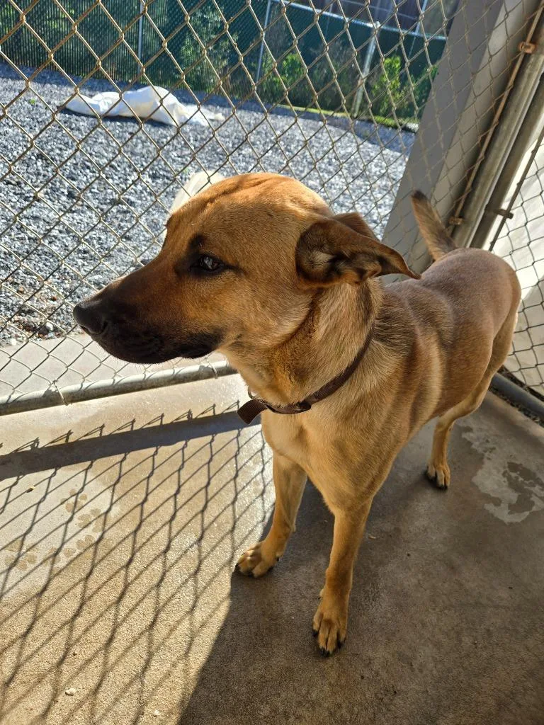 A young medium-sized male Mixed Breed dog named Saturn for adoption in Mount Gilead, NC