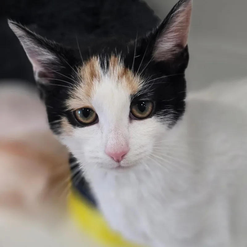 A young medium-sized female White Domestic Short Hair cat named Sassy for adoption in Elizabeth City, NC