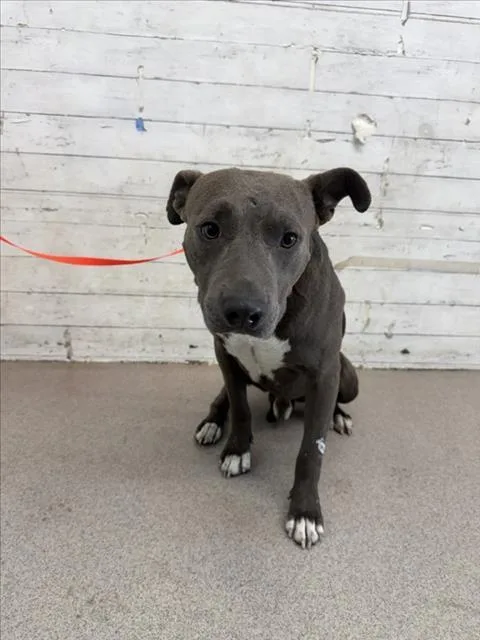 A young large-sized male Pit Bull Terrier dog named Flapjack for adoption in San Bernardino, CA