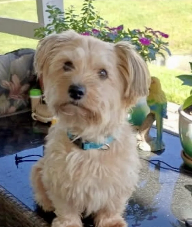 A young small-sized female Golden Morkie dog named Fluffy for adoption in Tifton, GA