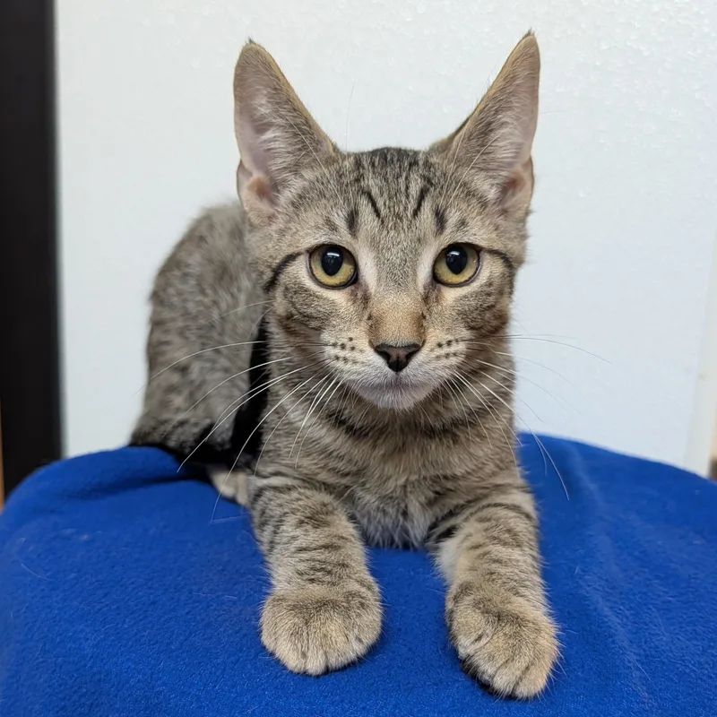 A baby small-sized male Tabby (Brown / Chocolate) Domestic Short Hair cat named Porthos for adoption in Rochester, MN
