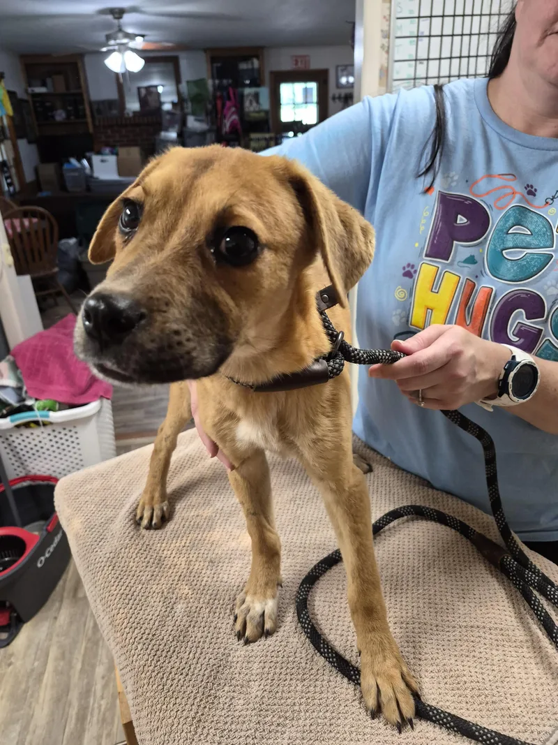 A baby medium-sized male Pug dog named French Fry for adoption in Lynchburg, TN