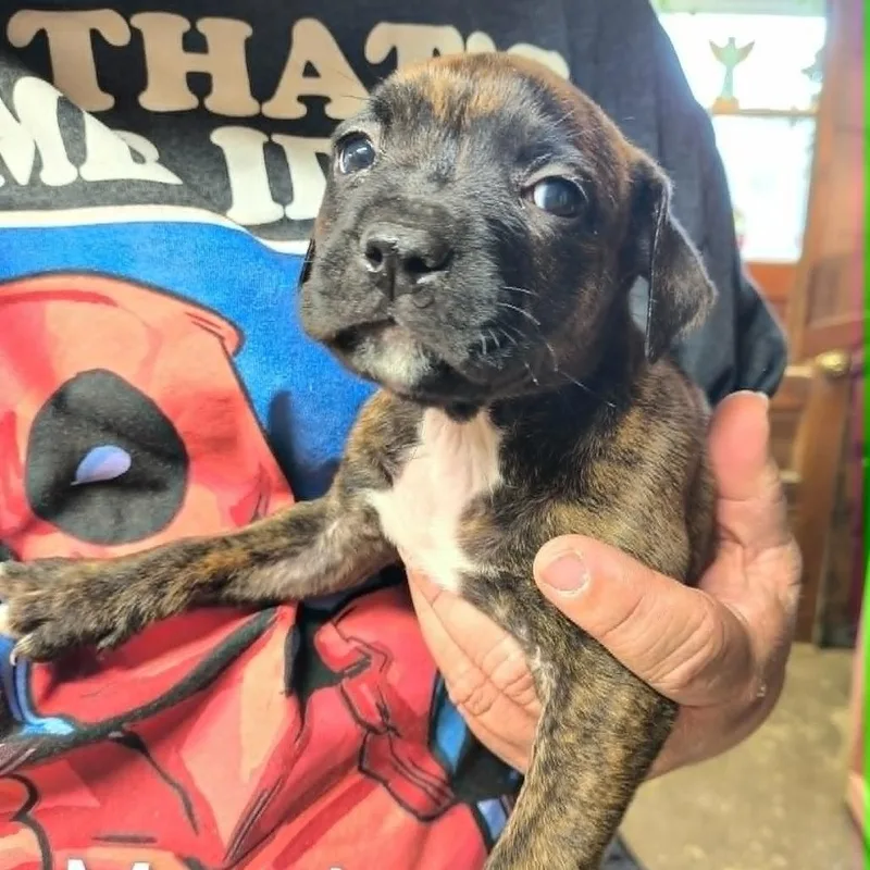 A baby medium-sized female Brown / Chocolate Mixed Breed dog named Maude for adoption in DeKalb, IL