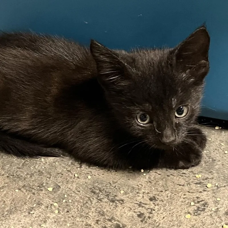 A baby small-sized male Black Domestic Short Hair cat named Butterfinger for adoption in Alexandria, VA