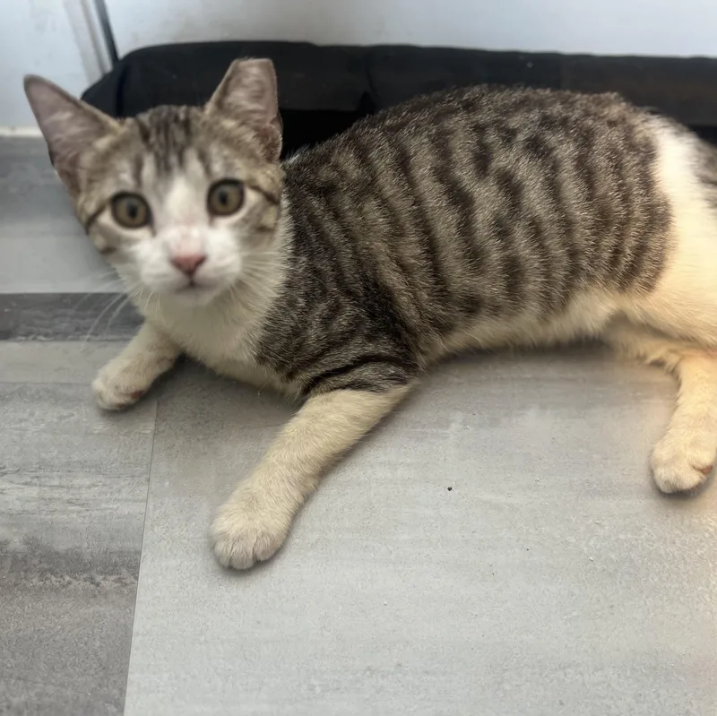 A baby medium-sized male Tabby (Brown / Chocolate) Domestic Short Hair cat named Jake for adoption in Houston, TX