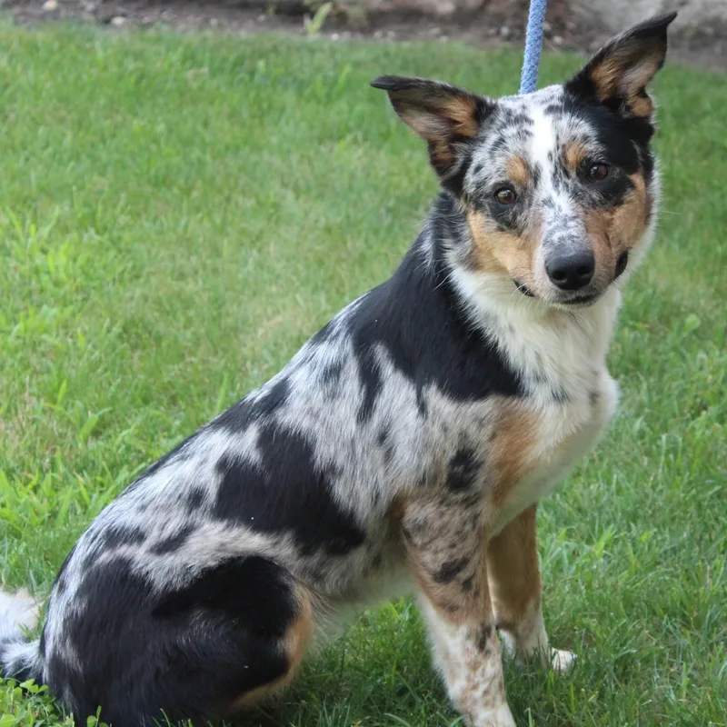An adult medium-sized female Merle (Red) Australian Shepherd dog named Reba for adoption in Eaton, OH