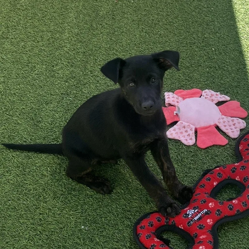 A baby medium-sized male Gray / Blue / Silver Shepherd dog named The Lorax for adoption in LOXAHATCHEE, FL