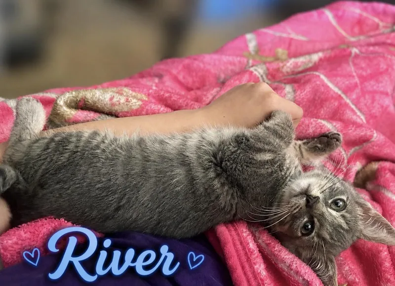 A baby medium-sized male Tabby (Gray / Blue / Silver) Tabby cat named River for adoption in Wyandotte, MI
