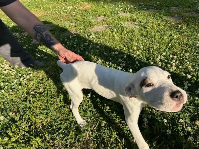 A baby small-sized female Mixed Breed dog named Spotavailiable Rabies Sn for adoption in Chickamauga , GA