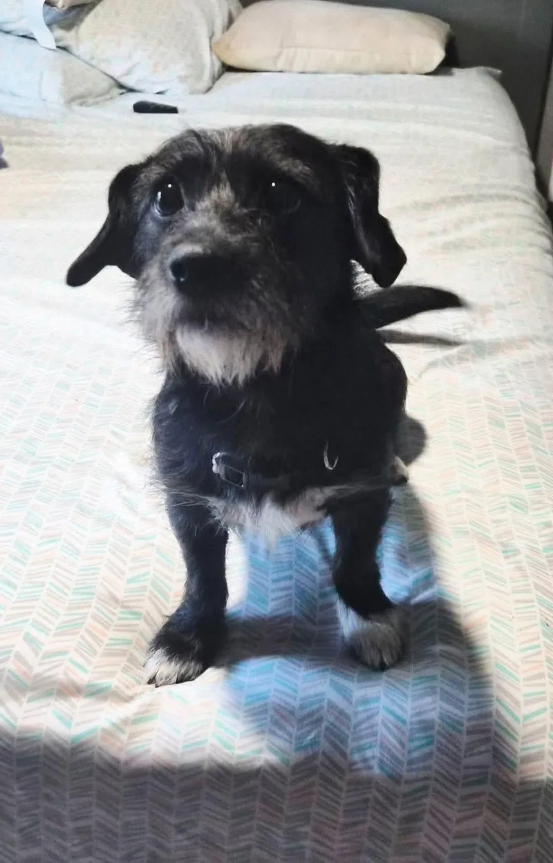 An adult small-sized female Terrier dog named Thea for adoption in Elkton, MD