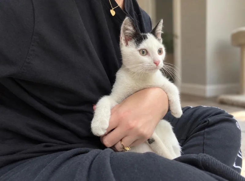 A baby medium-sized male Black & White / Tuxedo Domestic Short Hair cat named Moonpie for adoption in Jacksonville, FL