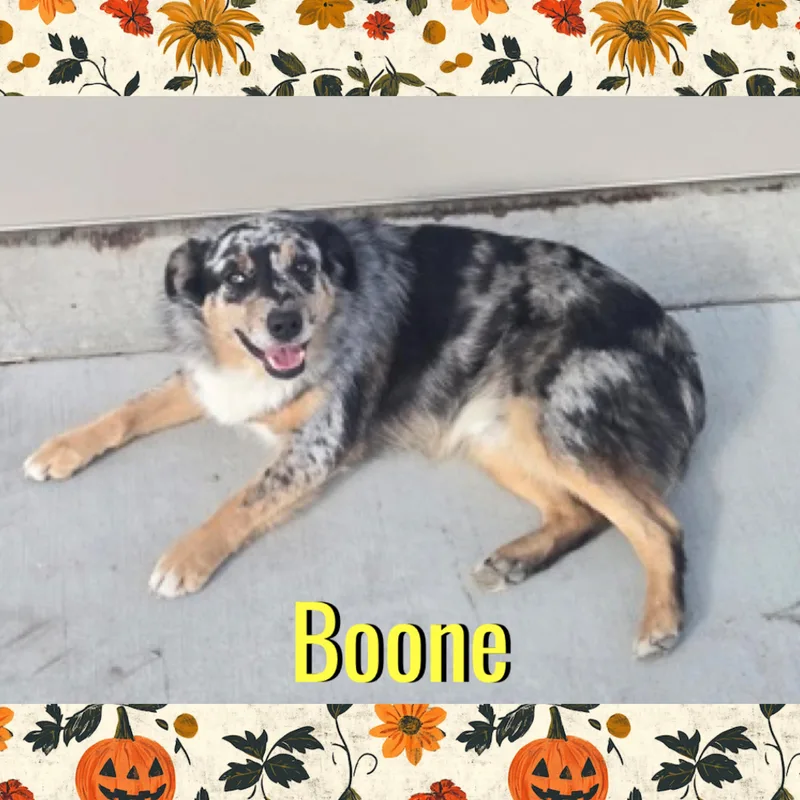 An adult medium-sized male Australian Shepherd dog named Boone for adoption in Red Lodge, MT