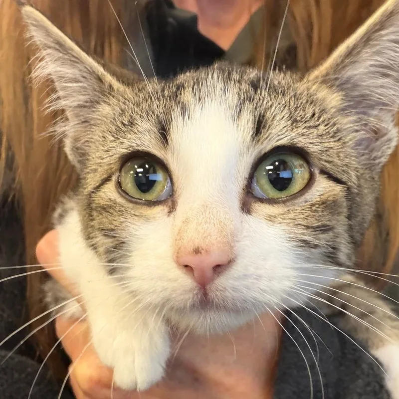 A baby small-sized female Brown / Chocolate Domestic Short Hair cat named Crouton for adoption in Norman, OK