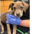 A baby small-sized female Brindle Terrier dog named Calypso for adoption in Tampa, FL