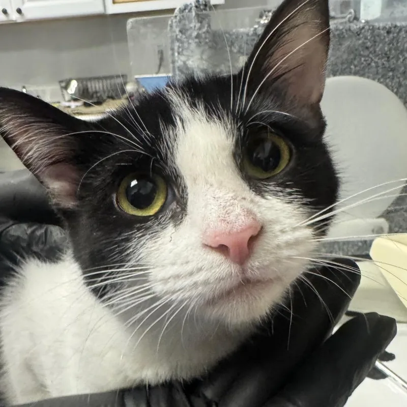 A young medium-sized female Black Domestic Short Hair cat named Fortune for adoption in Greenville, SC
