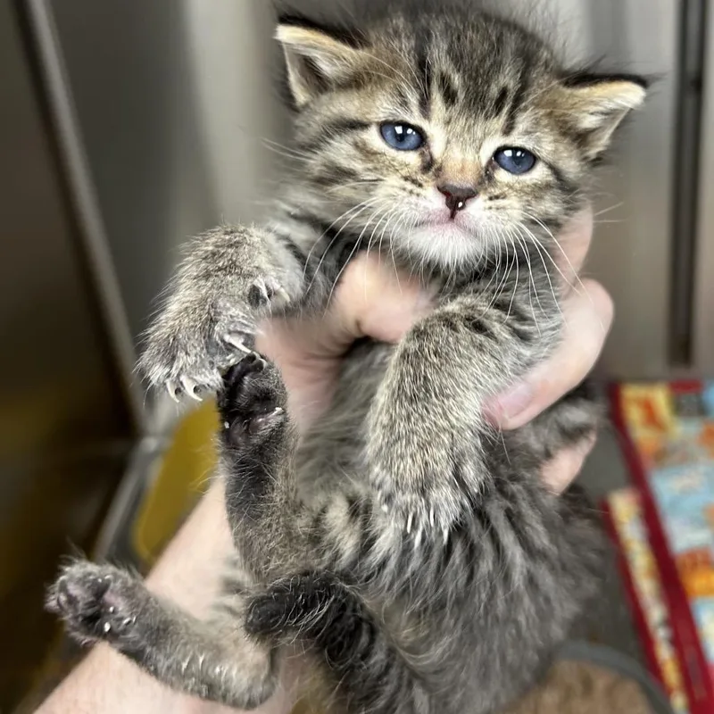 A baby small-sized male Brown / Chocolate Domestic Short Hair cat named Boo for adoption in Hannibal, MO