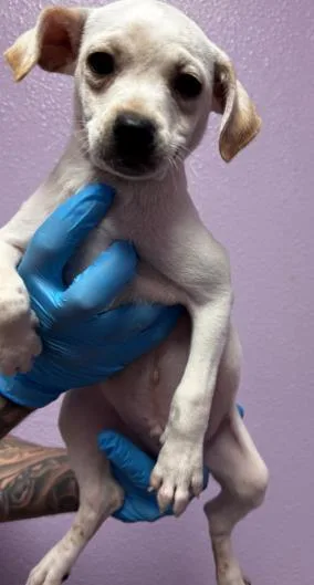 A baby small-sized male White / Cream Mixed Breed dog named 60791718 for adoption in El Paso, TX