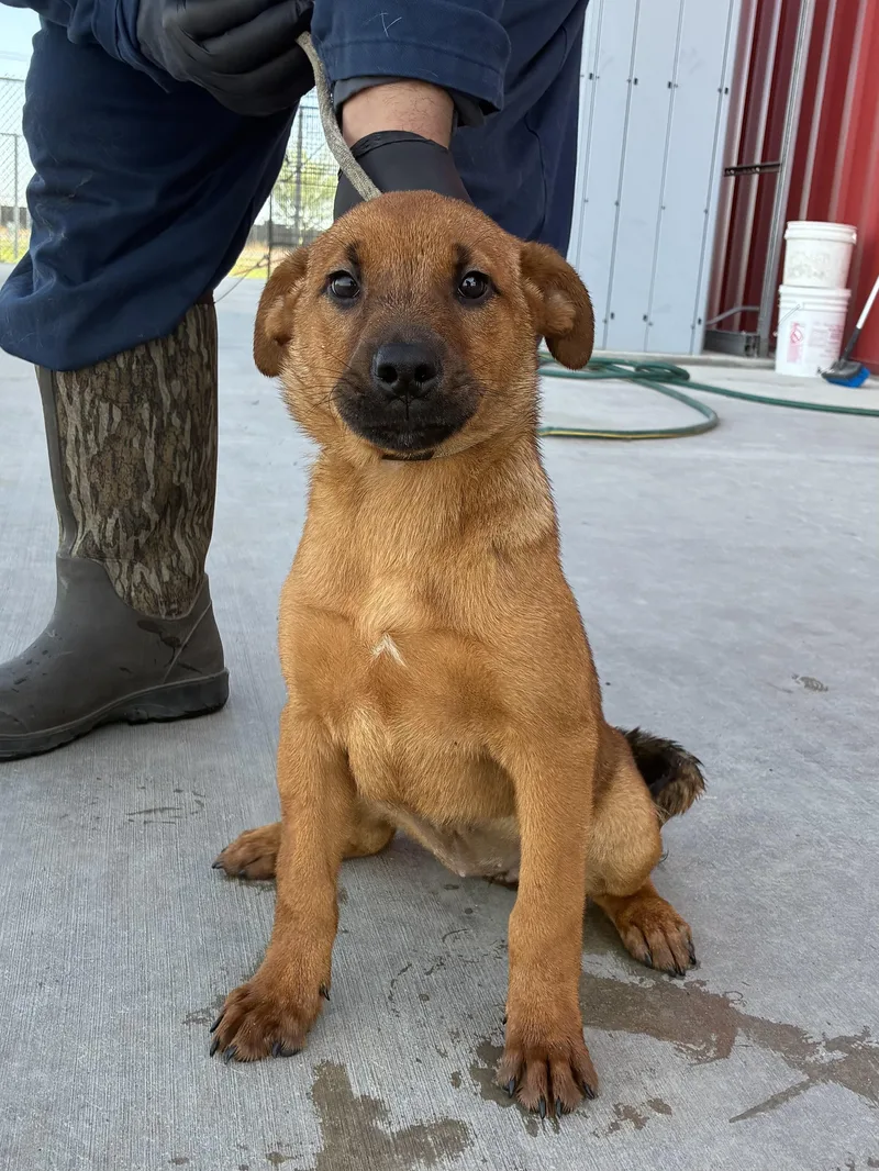 A young medium-sized female Bicolor German Shepherd Dog dog named Jillie for adoption in Delano, CA