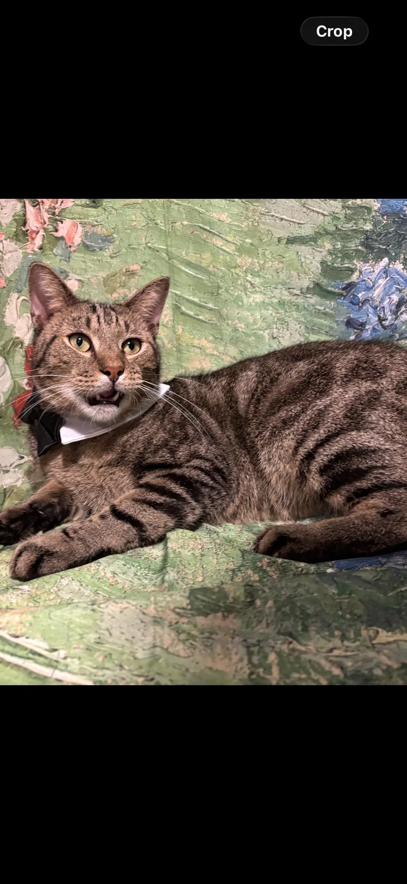 An adult medium-sized male Tabby (Brown / Chocolate) Domestic Short Hair cat named Connor for adoption in Flushing, NY