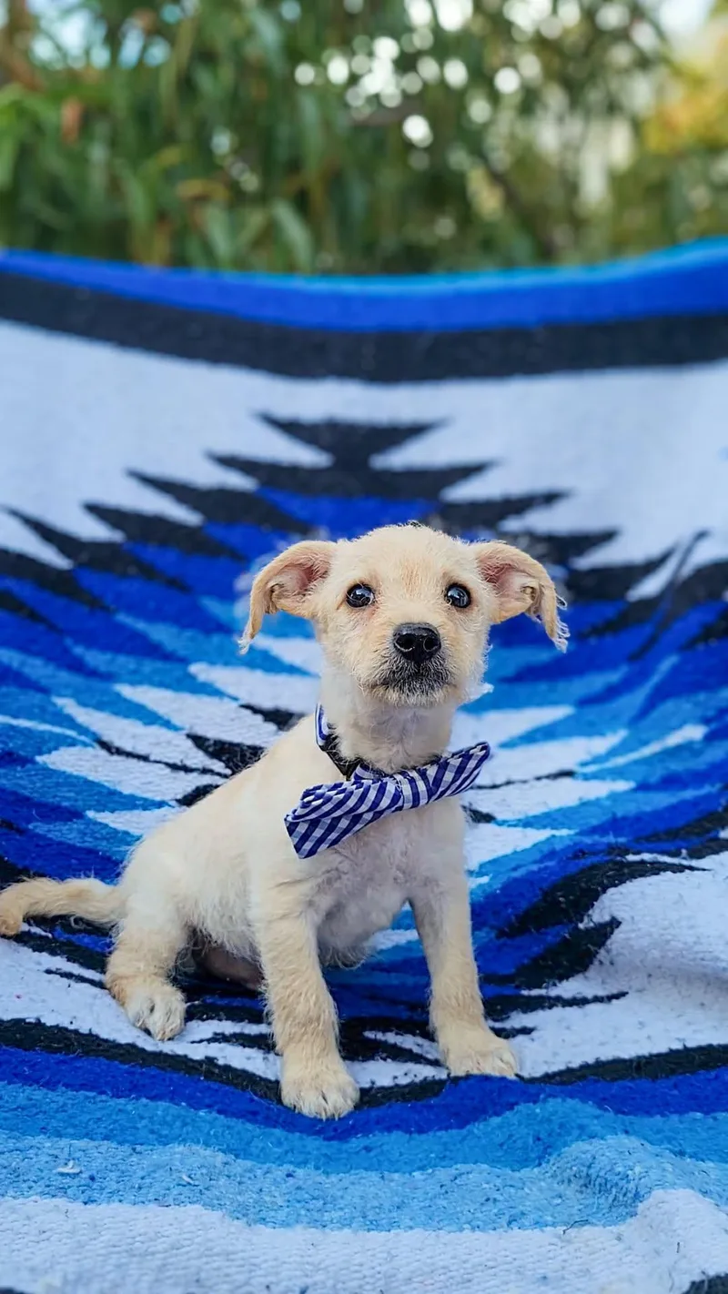 A baby small-sized male Chihuahua dog named Manuka for adoption in Anza, CA