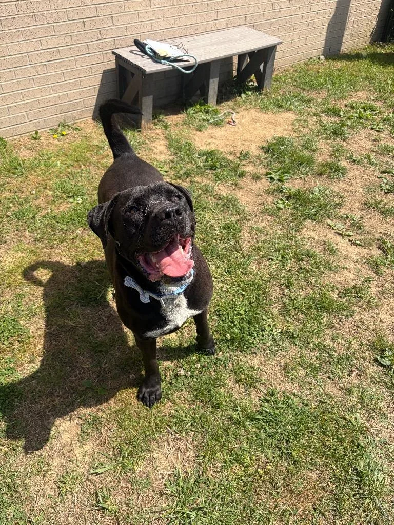 An adult large-sized male Mixed Breed dog named Champ for adoption in Gallatin, TN