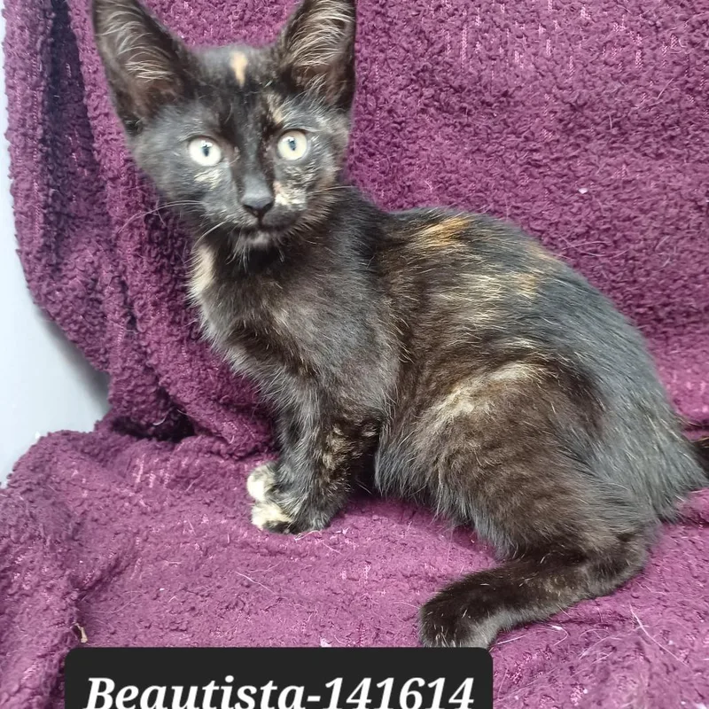 A baby small-sized female Domestic Short Hair cat named Beautista for adoption in New Tazewell, TN