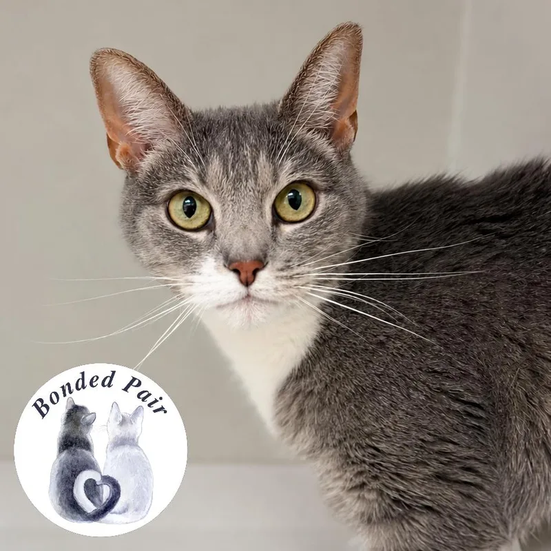 A senior large-sized female Gray / Blue / Silver Domestic Short Hair cat named May for adoption in Champaign, IL